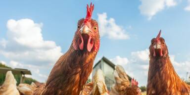 Osterzeit: Hühner verdienen ein glückliches Leben