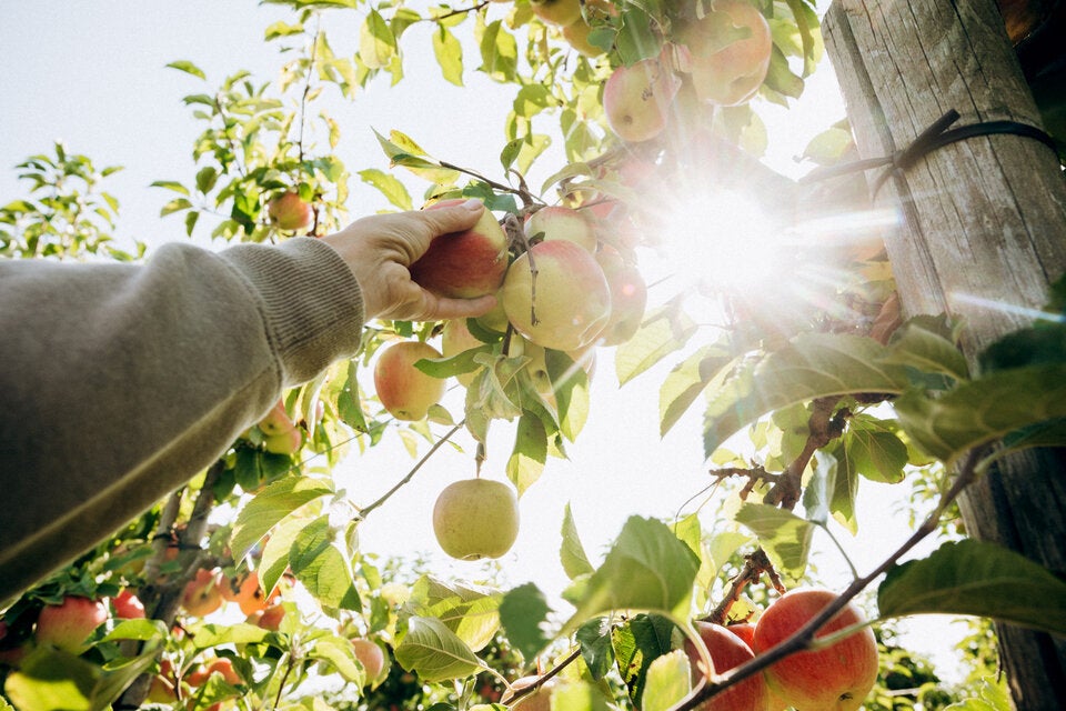Einkaufs-Hack: So erkennen Sie im Supermarkt immer die besten Äpfel