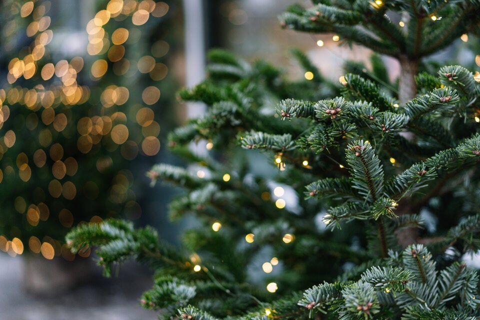Gefahr unterm Baum: So vermeiden Sie eine Weihnachtsbaum-Allergie