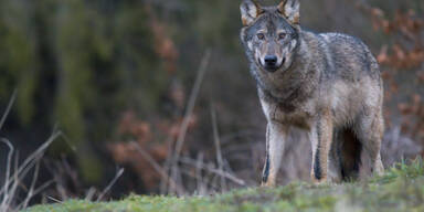 Wolf von Auto erfasst: Jäger muss Tier erlösen