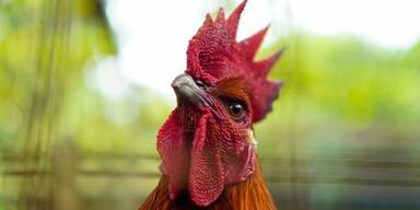 Vogelgrippe offenbart Systemfehler in der Tierhaltung