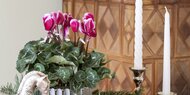 Diese Zimmerpflanzen bringen Farbe in die graue Jahreszeit