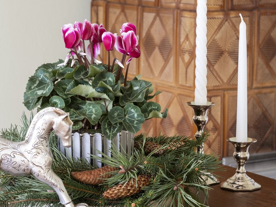 Winterblüher: Diese Zimmerpflanzen bringen Farbe in die graue Jahreszeit