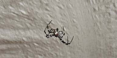 Spinnen, Wanzen und Co.: So halten Sie die ungebetenen Herbstgäste fern