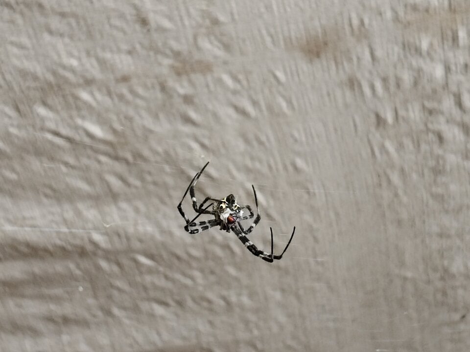 Spinnen im Frühling loswerden: Mit diesen Tricks bleibt Ihr Zuhause krabbelfrei