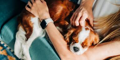 Hunden ist es egal ob Menschen lieb oder gemein sind