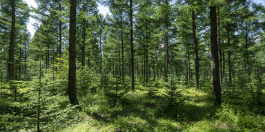 Von Ast eingeklemmt &ndash; 63-J&auml;hriger stirbt bei Forstarbeiten