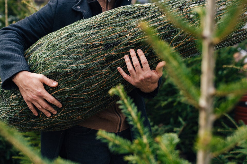 Preis-Check 2025: So viel kosten Christbäume