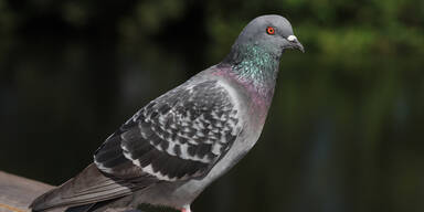 Gefl&uuml;gelpest in O&Ouml; &ndash; 40 Tauben get&ouml;tet