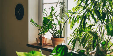 Schluss mit der Hitze! Mit diesen Zimmerpflanzen kühlen Sie Ihre Wohnung