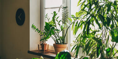 Genug vom Wintergrau? Diese Zimmerpflanzen bl&uuml;hen schon jetzt