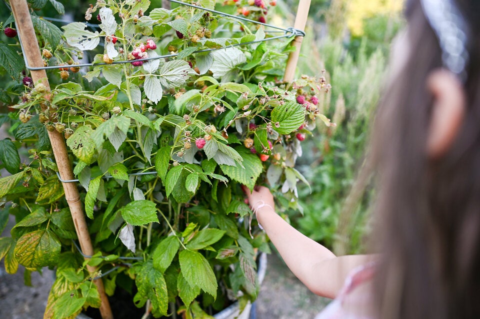 Im Spätsommer: Diese Obst- und Gemüsesorten können Sie jetzt ernten