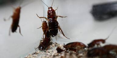 Wie eklig! Kakerlaken-Schock in Bussen - HIER krabbeln sie rum