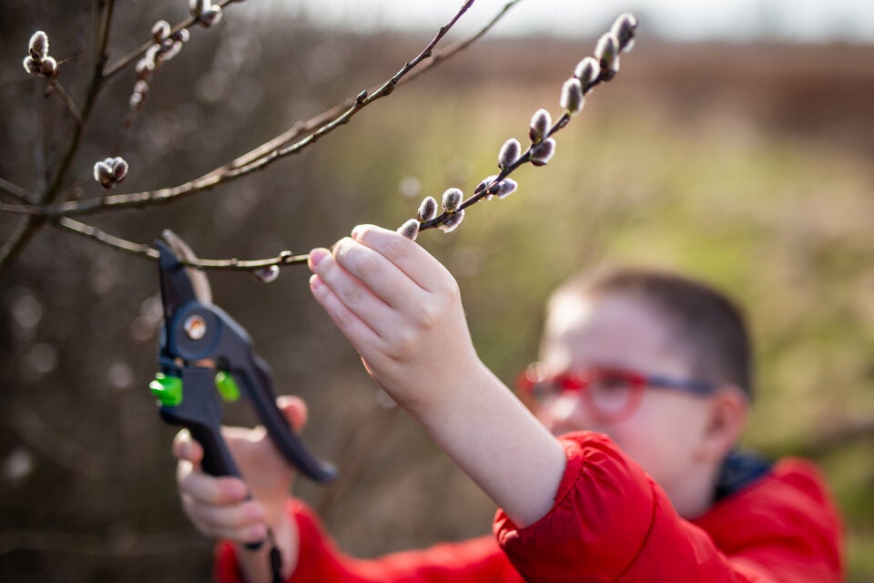 Vorsicht! Den meisten ist nicht klar, warum Palmkätzchen zu Ostern keine gute Idee sind