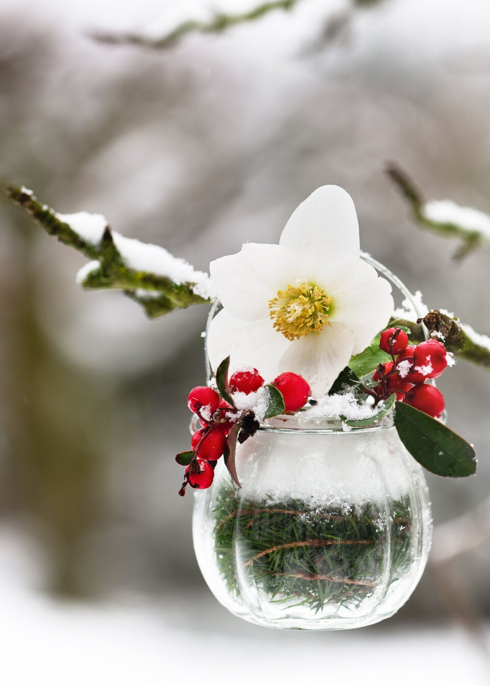 Von Mistel bis Myrte: Die geheimen Botschaften der Weihnachtspflanzen