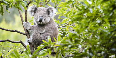 Neues Zuhause f&uuml;r tausende Koalas: Australien errichtet riesigen Nationalpark