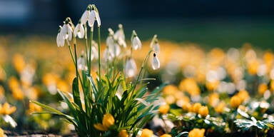 Achtung: Diese beliebten Frühlingsblumen sind giftig!