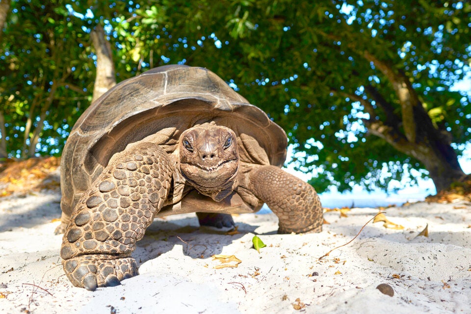 Nach 100 Jahren: Riesenschildkröten kehren auf Galápagos-Insel zurück
