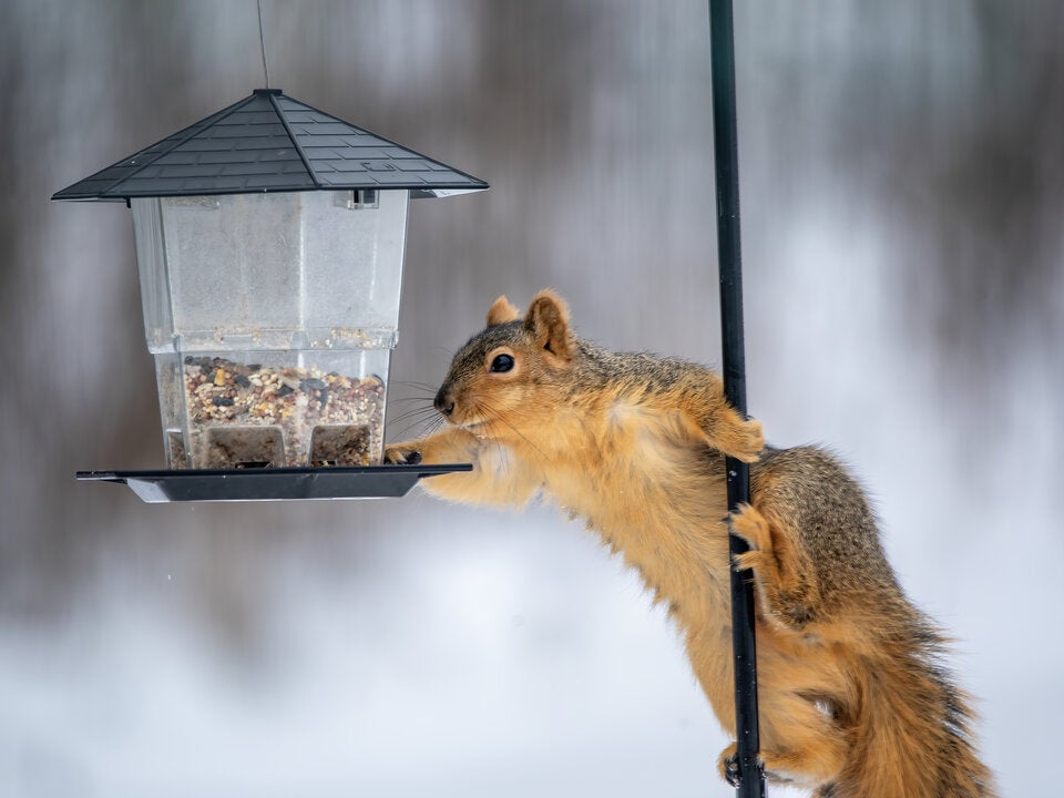 Die wichtigsten Gartenarbeiten, die Sie im Jänner nicht verpassen dürfen