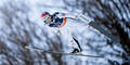 Hayböck Dritter in Oberstdorf: Österreichs Adler zurück auf dem Podium