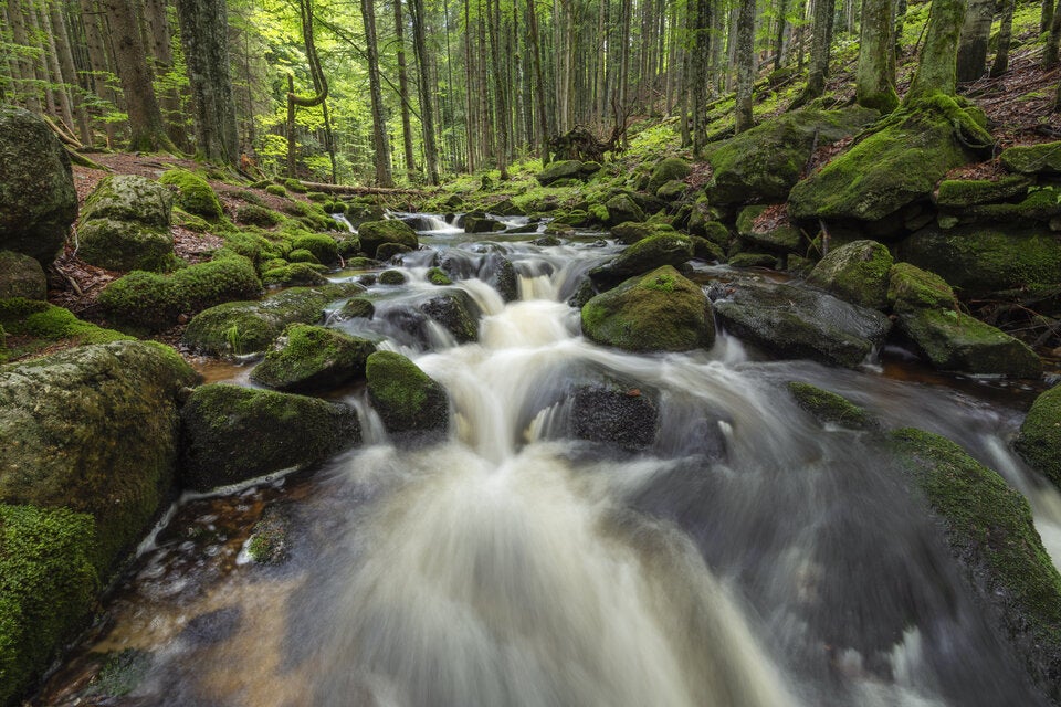 Bayerischer Wald