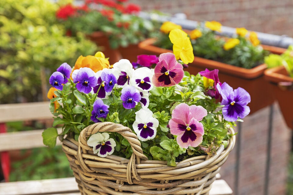 Die besten Frühblüher für März: So gelingt der farbenfrohe Start ins Gartenjahr