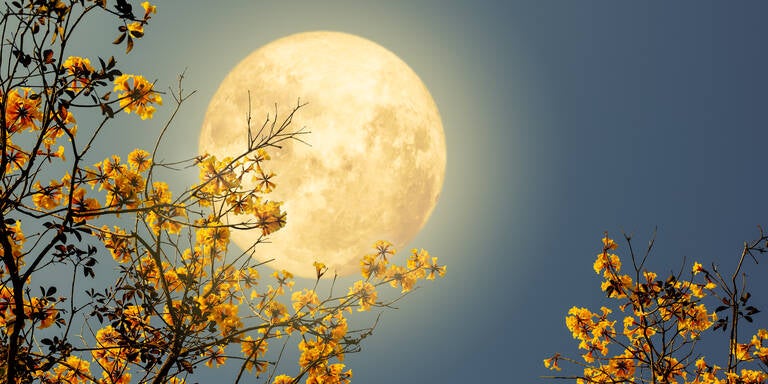 Wie der Vollmond am 1. Mai 2026 IHR Sternzeichen für immer verändert