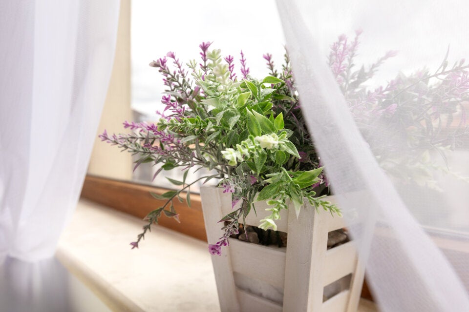 Ameisen im Haus? Mit DIESEM simplen Küchen-Trick verschwinden sie sofort