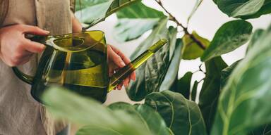 Der ultimative Fahrplan f&uuml;r Ihre Zimmerpflanzen im Fr&uuml;hling