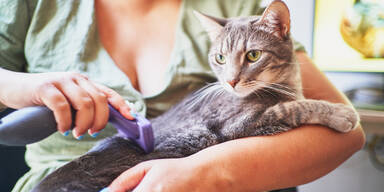 Nie wieder Tierhaare &uuml;berall: Dieses virale Tool erobert gerade alle Haushalte