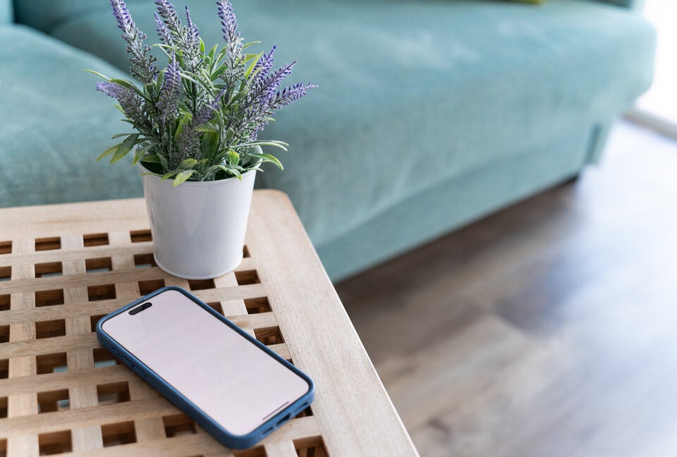 Diese Pflanzen werden als Zimmerpflanzen verkauft, sind aber KEINE