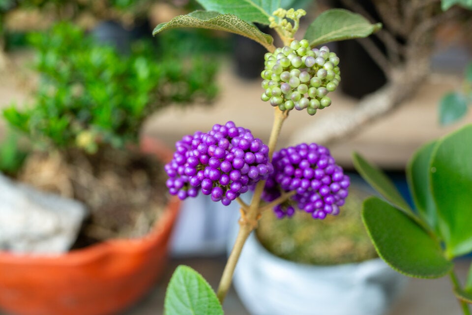 Farbenfroher Fruchtschmuck für den Garten