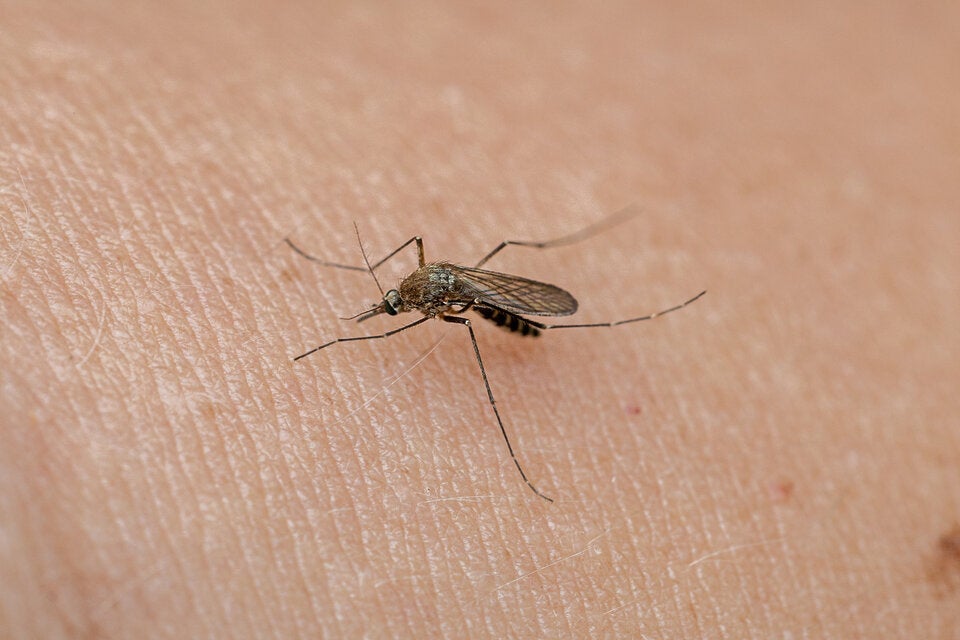 Warnsignal: Warum Island ab sofort nicht mehr sicher vor Gelsen ist