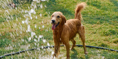 Achtung Hundebesitzer: SO sollten Sie ihren Liebling vor der Hitze sch&uuml;tzen!
