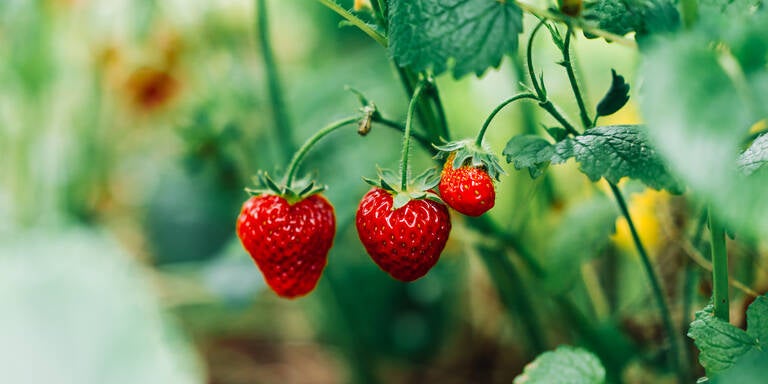 Süße Ernte garantiert: Das ist der beste Zeitpunkt, um Erdbeeren zu pflanzen
