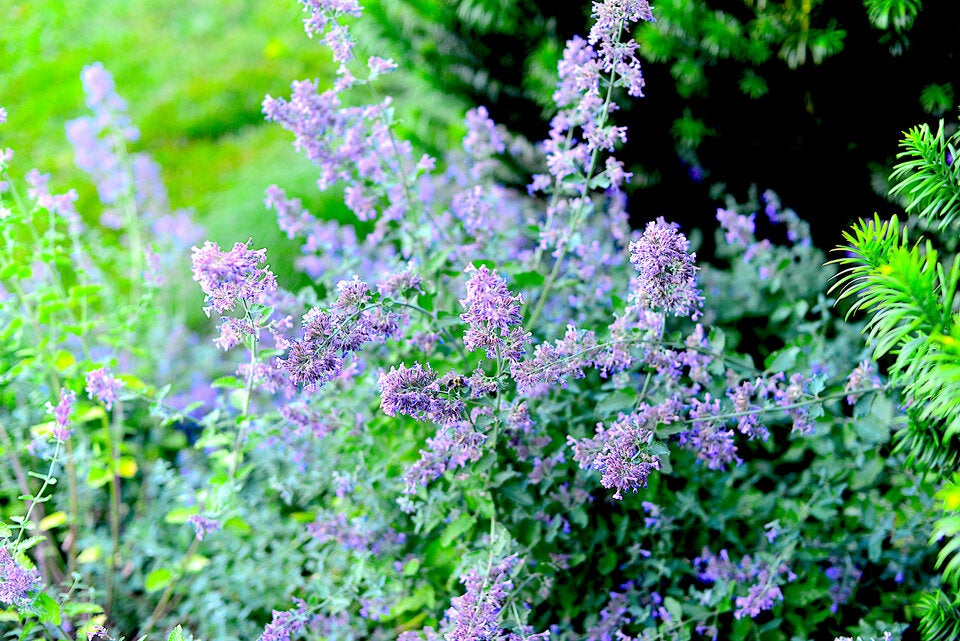 Wespen-Alarm im Frühling: Wer diese Pflanzen jetzt setzt, hält seine Terrasse wespenfrei