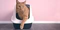 Diese selbstreinigende Katzentoilette überrascht im Alltagstest!