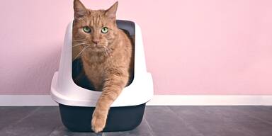 Diese selbstreinigende Katzentoilette &uuml;berrascht im Alltagstest!