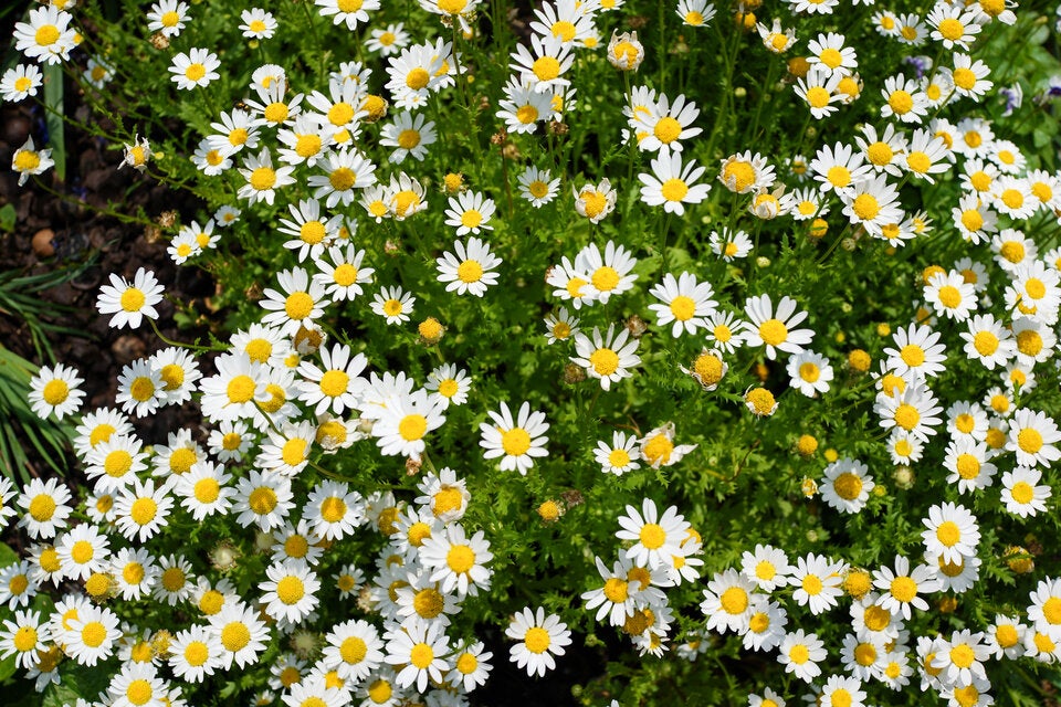 Warum Sie Gänseblümchen im Garten niemals ignorieren sollten