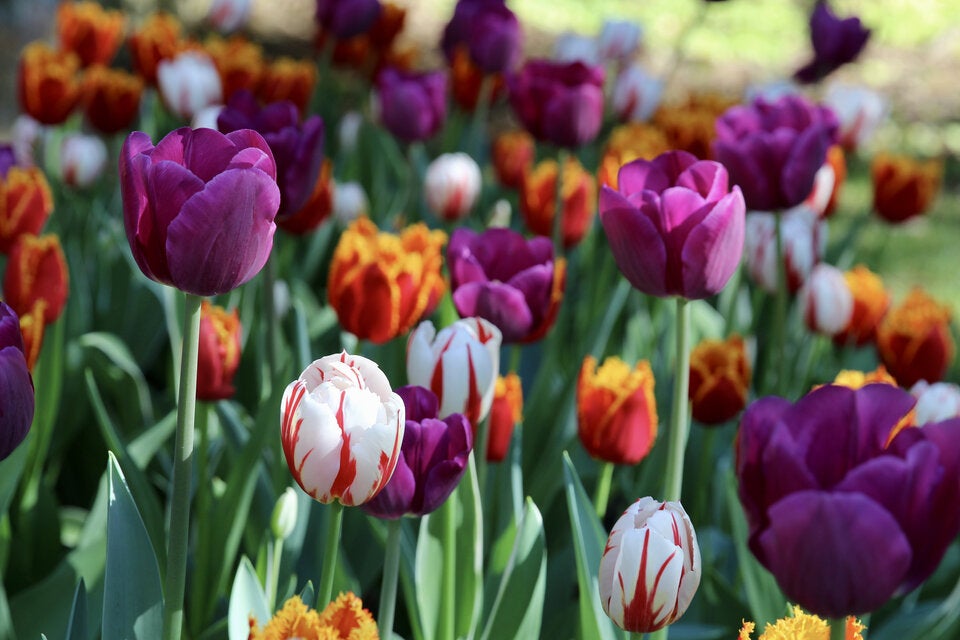 Die besten Frühblüher für März: So gelingt der farbenfrohe Start ins Gartenjahr