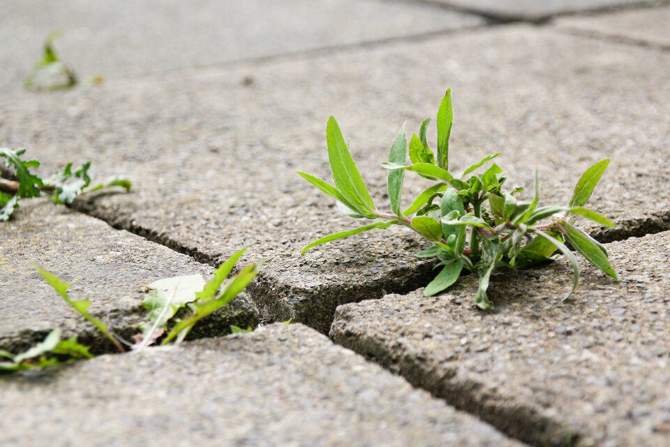 Achtung: Diese Gartenarbeiten dürfen Sie im April nicht verpassen!