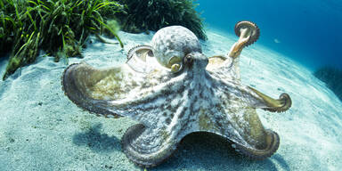 Neue Spezies: Blauer Mini-Oktopus entdeckt