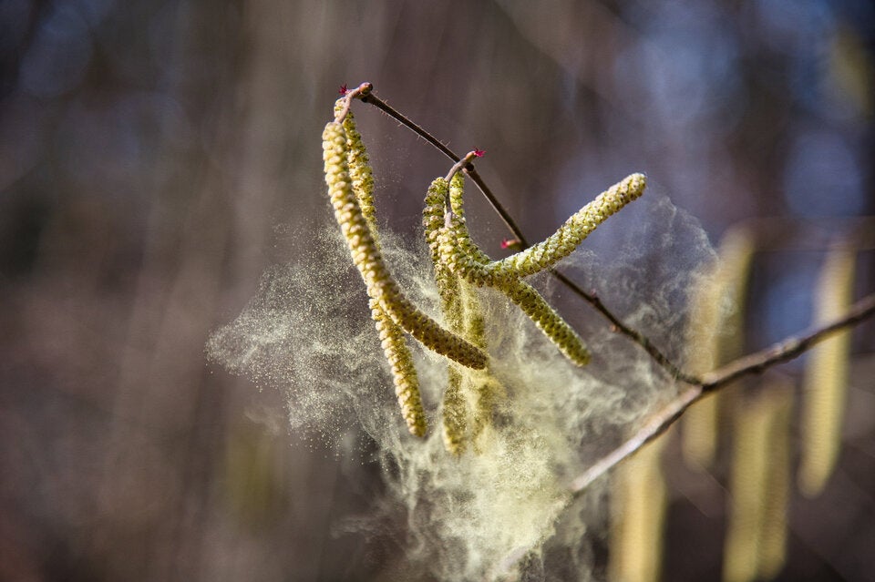 Pollen-Alarm! Wie Sie den Frühling trotz Allergie genießen können