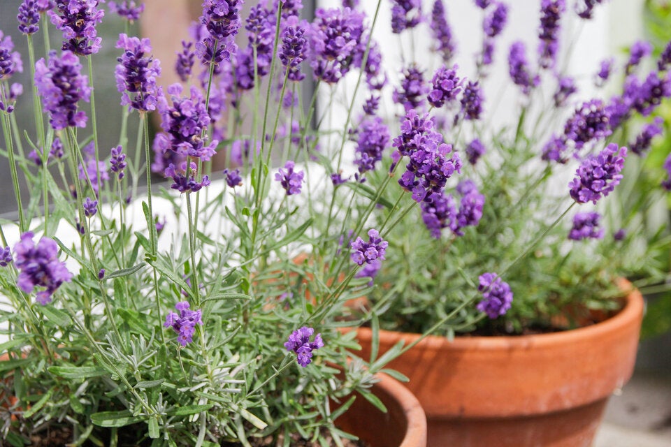 Wespen-Alarm im Frühling: Wer diese Pflanzen jetzt setzt, hält seine Terrasse wespenfrei
