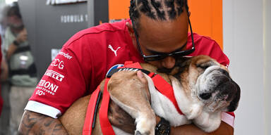 Herzstillstand! Koma! Drama um Hamilton-Hund Roscoe