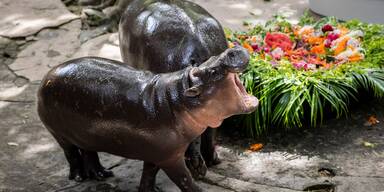 Internet-Sensation feiert Geburtstag mit Fans aus aller Welt