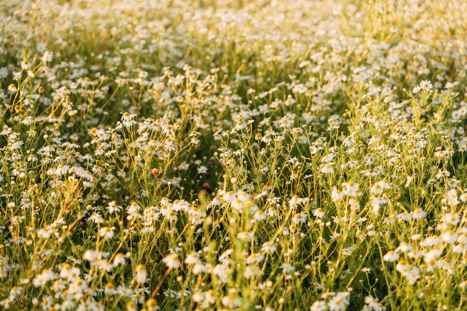 Gärtnern für Faule: So schaffen Sie den perfekten Naturgarten