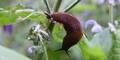 Nacktschnecken im Garten? Wer das jetzt pflanzt, hat das restliche Jahr Ruhe
