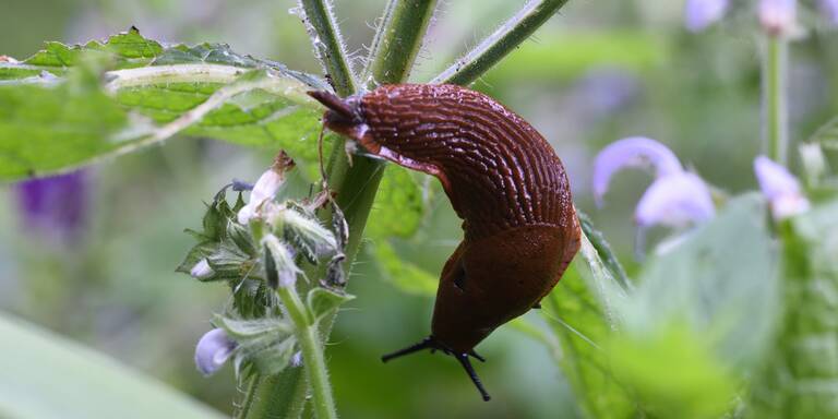 Nacktschnecken im Garten? Wer das jetzt pflanzt, hat das restliche Jahr Ruhe