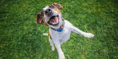 4.500 Hunde im Visier &ndash; &uuml;ber 200 Anzeigen verh&auml;ngt